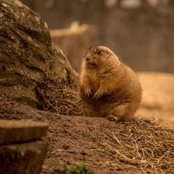 Close-up of animal on rock