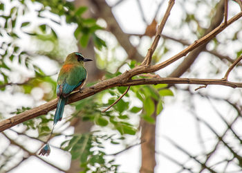 Low angle view of bird perching on branch