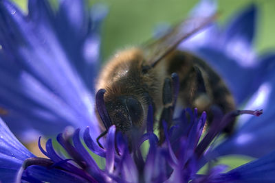 Close-up of bee on purple flower