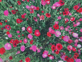 Close-up of pink flowers