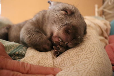 Wombat sleeping on bed at home