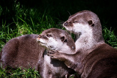 Close-up of otters against plant