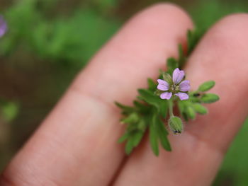 Close-up of hand holding flowering plant