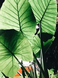Close-up of green leaves
