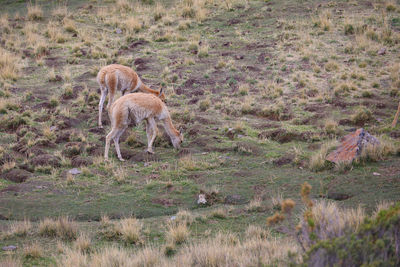 Deer standing on field