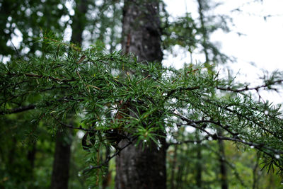 Low angle view of bamboo tree