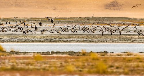 Birds flying over river