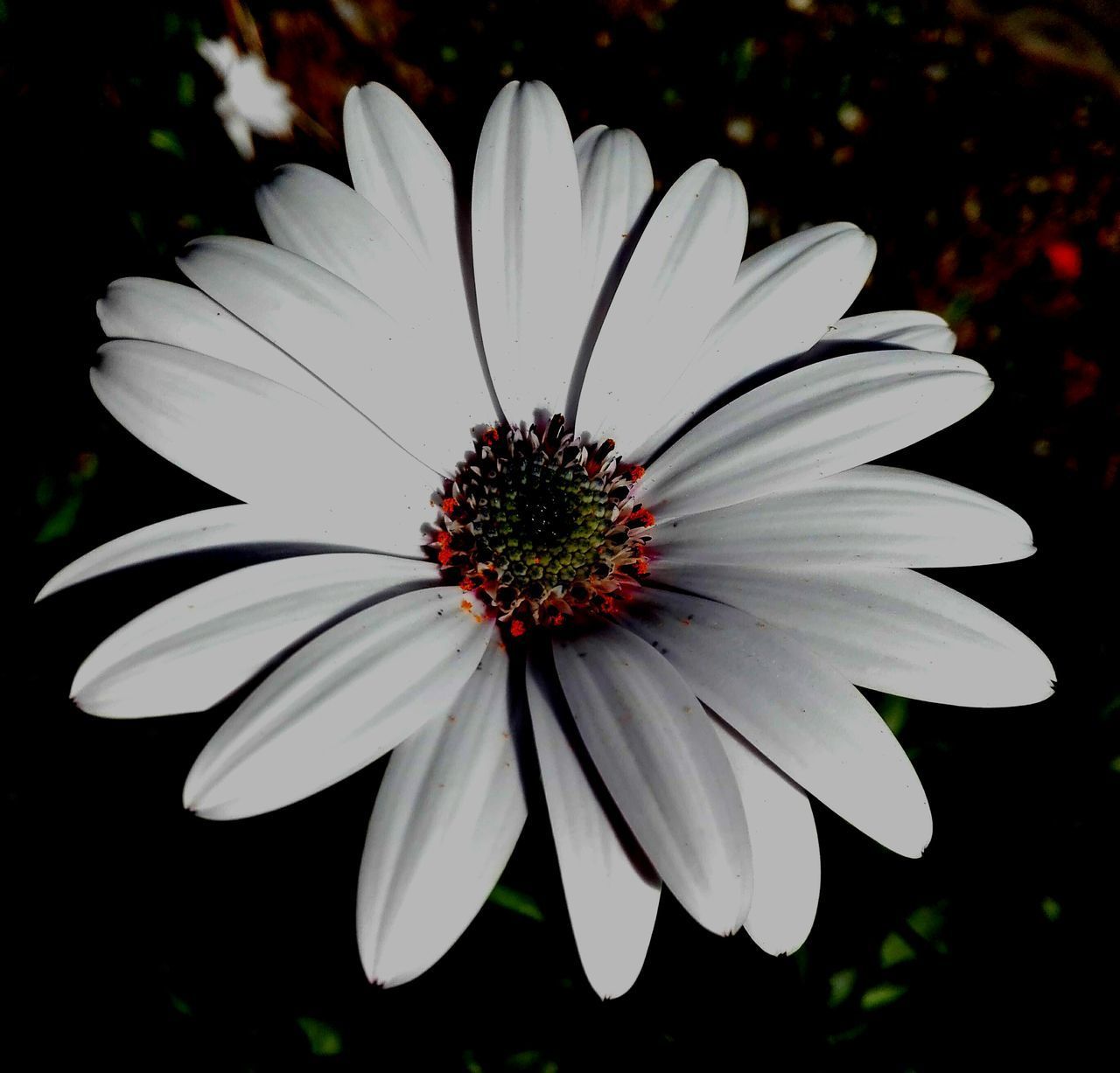 CLOSE-UP OF WHITE FLOWER