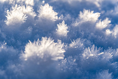 Close-up of frozen plant