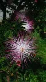 Close-up of flower tree against sky