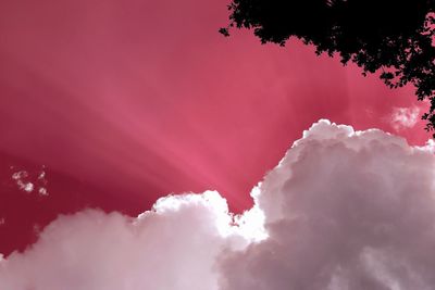 Low angle view of pink tree against sky