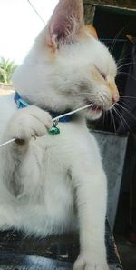 Close-up of a cat with eyes closed