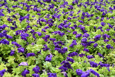 Full frame shot of purple flowering plants