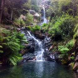 View of waterfall in forest