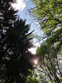 Low angle view of trees in forest