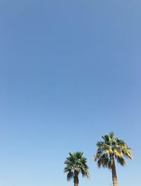 Low angle view of palm trees against clear blue sky