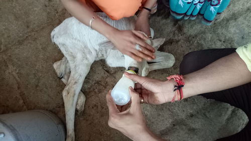 High angle view of man feeding milk to kid goat