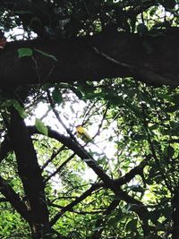 Low angle view of tree in forest