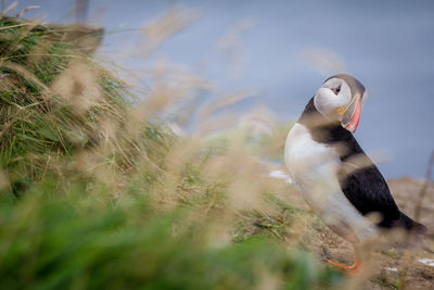 Close-up of bird on land