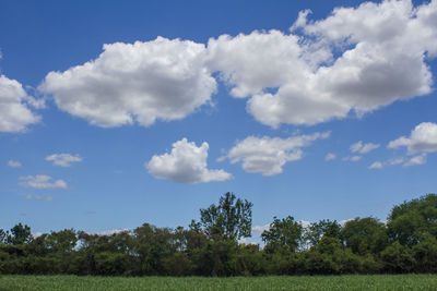 Trees on field against sky