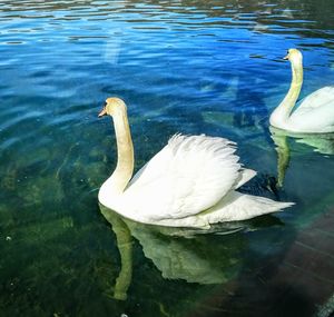 Swan floating on lake