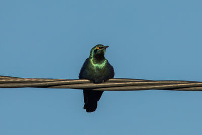 Low angle view of bird perching on branch against clear blue sky