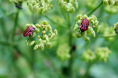 Close-up of insect on plant