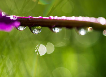 Close-up of wet purple flowering plant