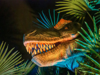 Close-up of fish swimming in sea