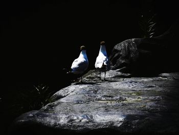 Rocks in sea