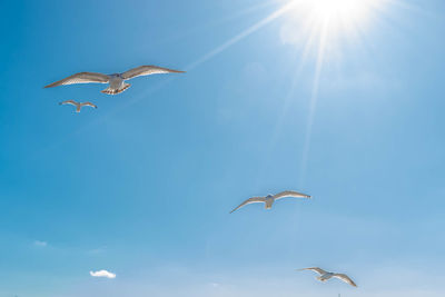 Low angle view of seagulls flying against clear sky