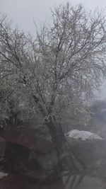 Bare trees against sky