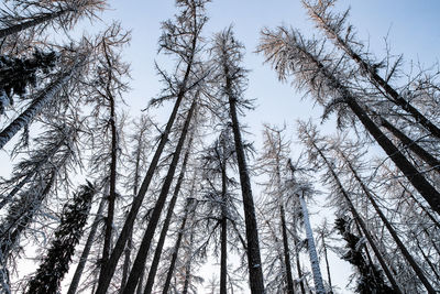 Low angle view of trees in forest against sky