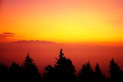 Silhouette of trees during sunset