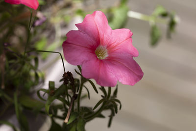 Close-up of pink flower