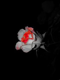 Close-up of rose against black background