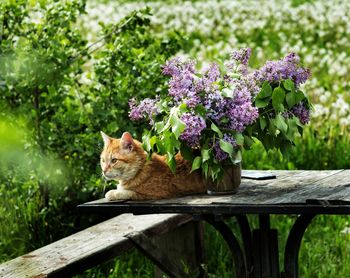 Cat sitting on purple flower