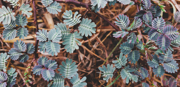 High angle view of plants on field