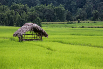 Rice filed in putao, kachin state, myanmar