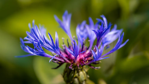 Close-up of purple flowering plant