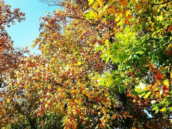 Low angle view of tree against sky