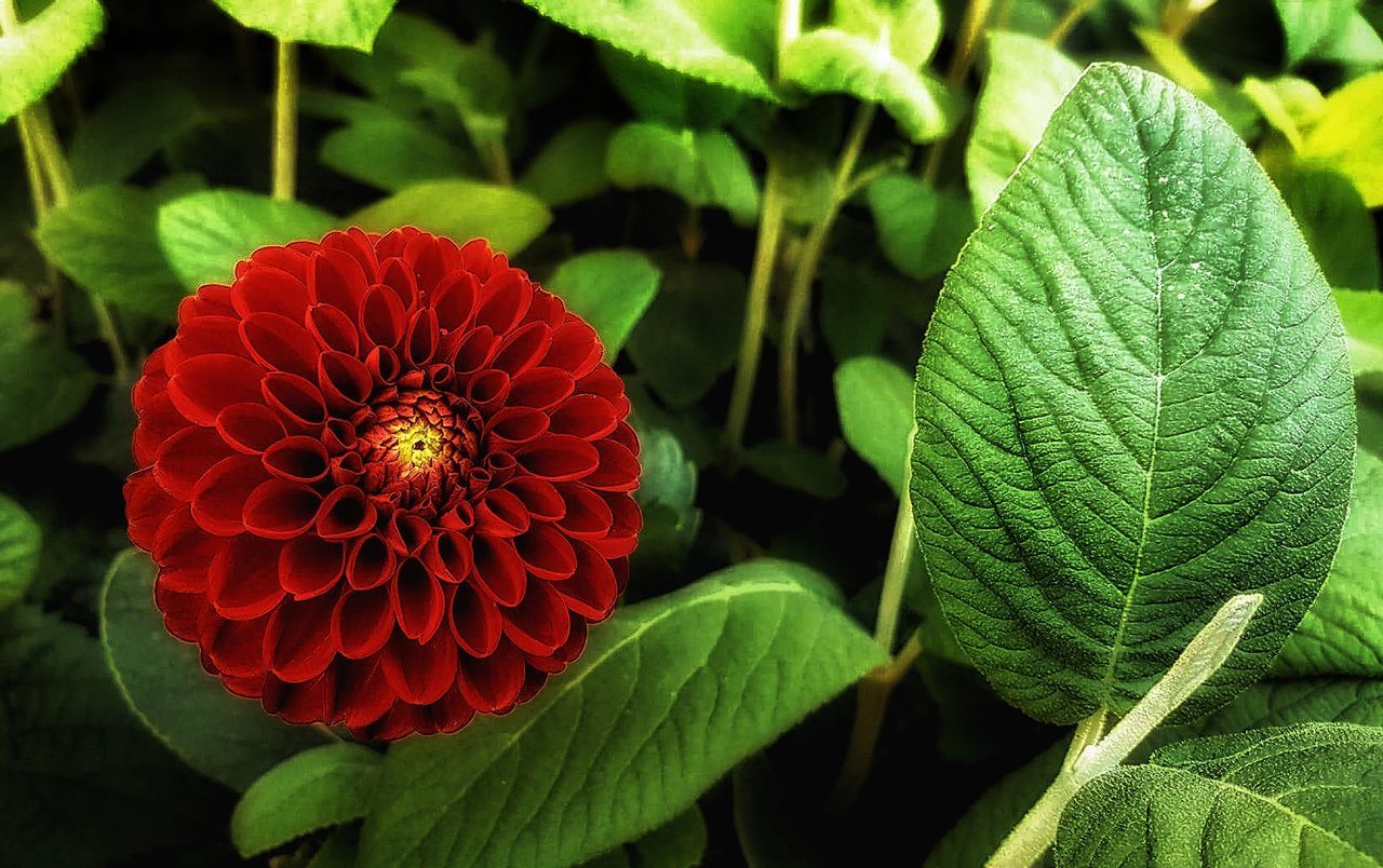 flower, growth, beauty in nature, nature, freshness, plant, petal, leaf, flower head, fragility, green color, day, blooming, red, no people, focus on foreground, outdoors, close-up, zinnia