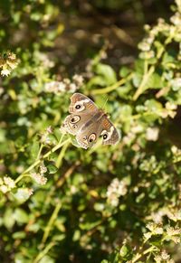 Close-up of butterfly pollinating flower