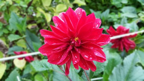 Close-up of red hibiscus blooming in park