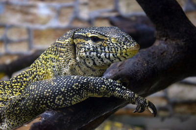 Adult monitor lizard is located on tree branch and looks into frame. unblinking gaze.