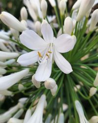 Close-up of white flowering plant