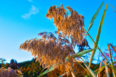 Low angle view of dry plant against sky