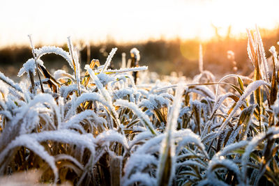 Close-up of wheat growing on field