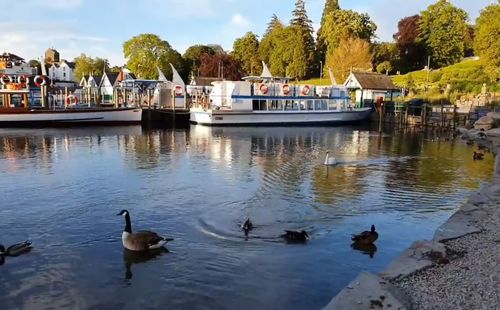Ducks swimming in lake
