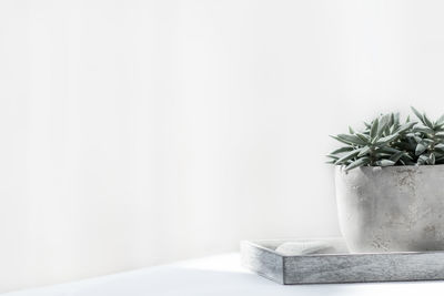 Potted plant on table against white background